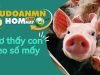 Con heo số mấy? Mơ thấy heo liệu sẽ mang đến điềm báo gì?
