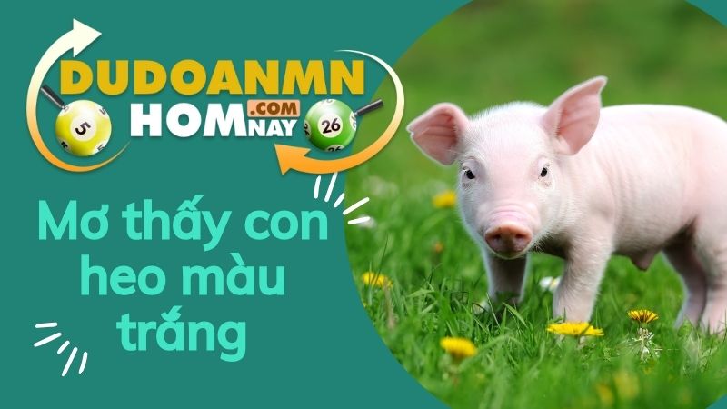 Chiêm bao thấy một con heo màu trắng